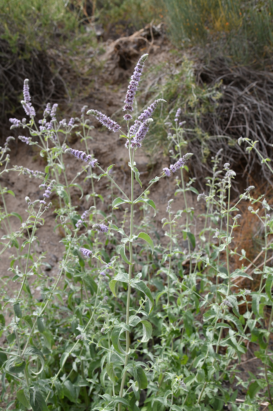 Image of Mentha asiatica specimen.