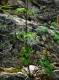 Aquilegia atrovinosa