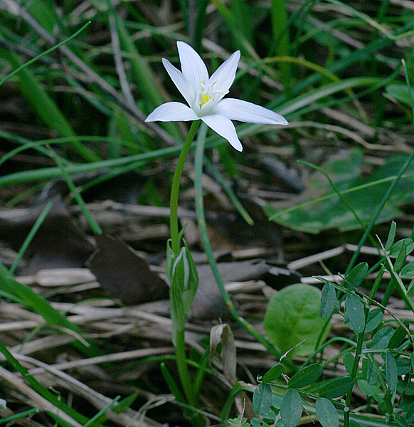 Image of Ornithogalum woronowii specimen.