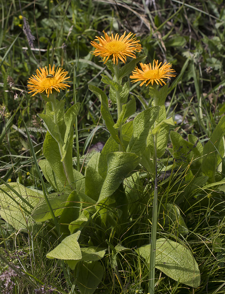 Image of Inula orientalis specimen.