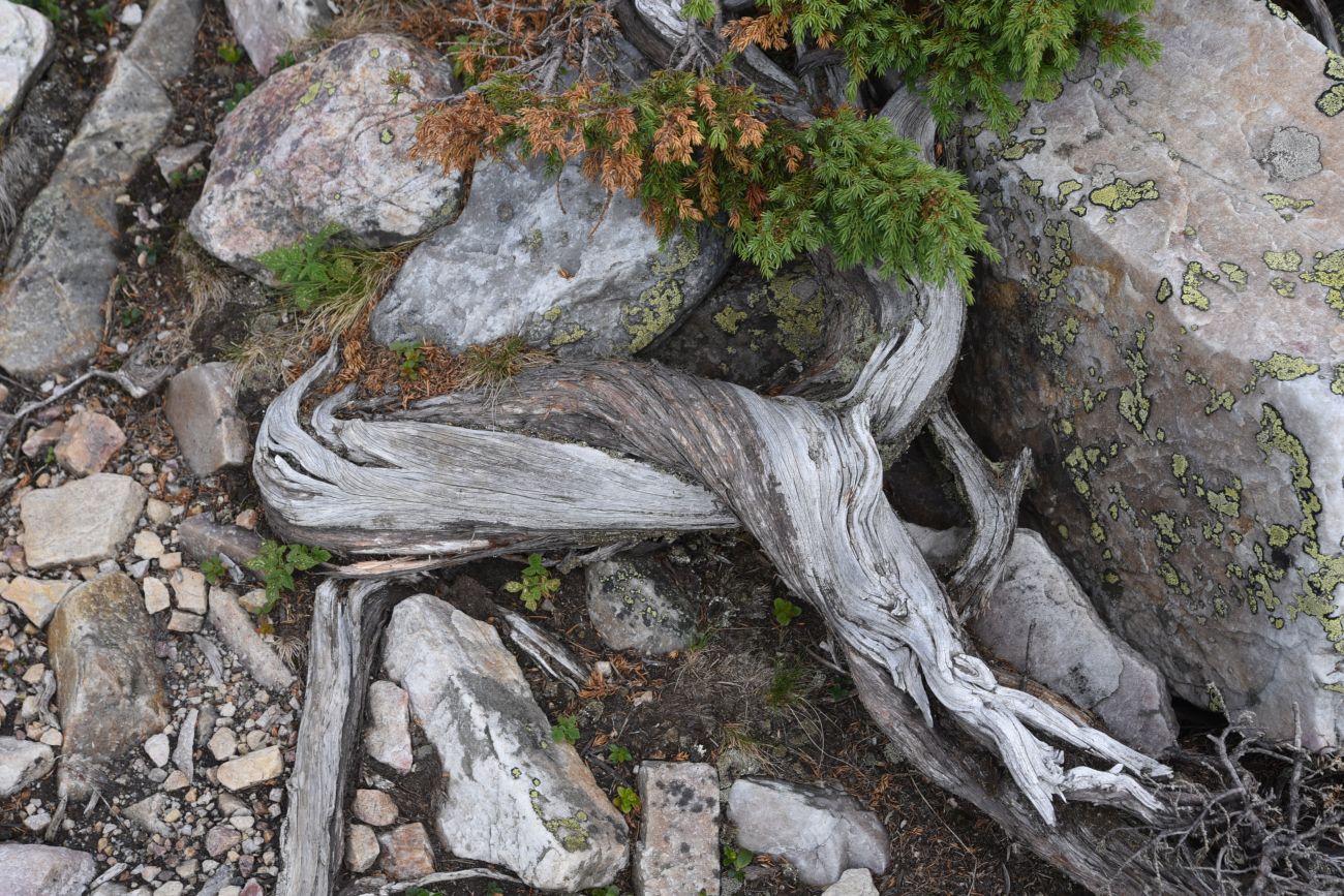 Изображение особи Juniperus sibirica.