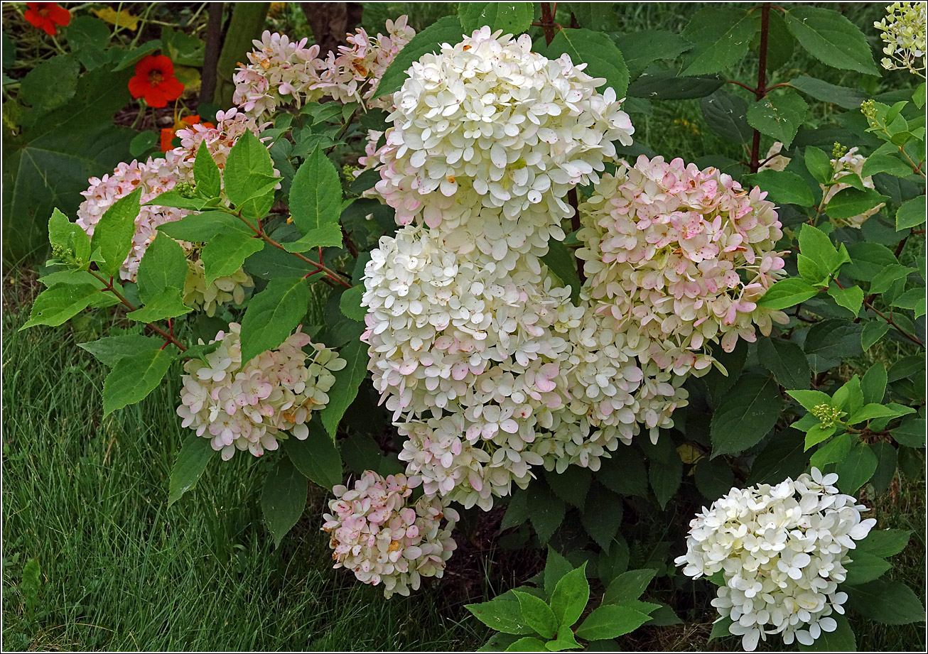 Image of Hydrangea paniculata specimen.