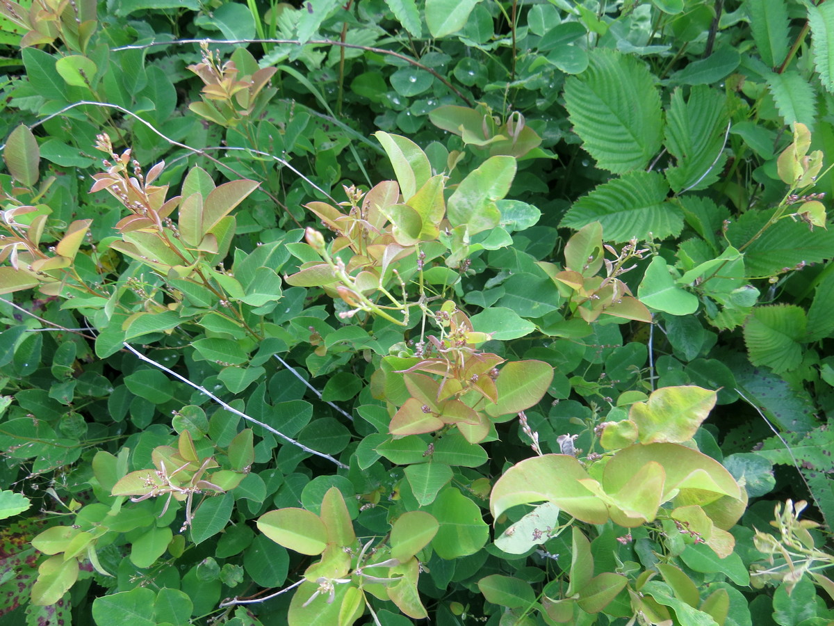 Image of familia Fabaceae specimen.