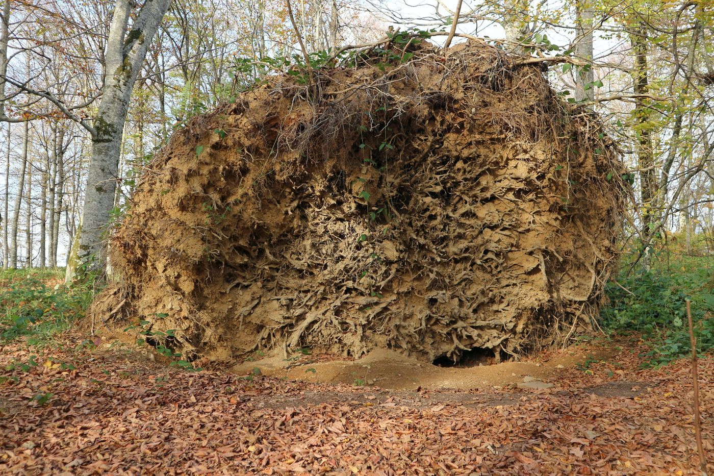 Image of Fagus orientalis specimen.