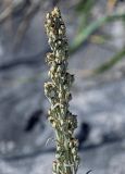 Artemisia stelleriana