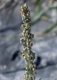 Artemisia stelleriana. Соцветия. Курильские о-ва, о-в Итуруп, Белые скалы, песчаный пляж. 23.08.2023.