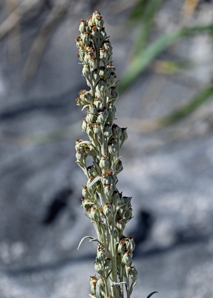 Image of Artemisia stelleriana specimen.