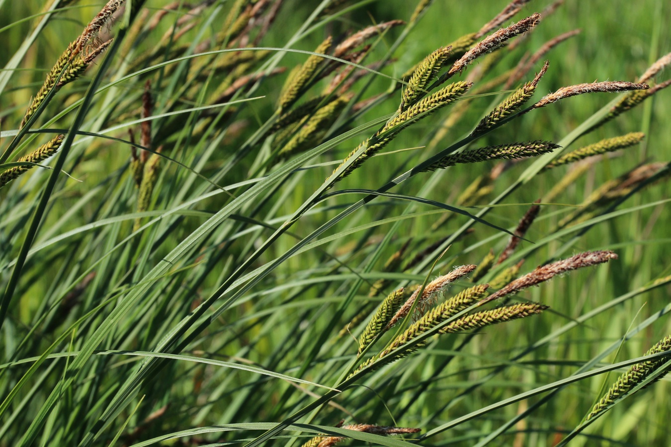 Image of Carex omskiana specimen.