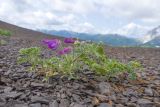 Vicia alpestris. Цветущее растение. Адыгея, Кавказский биосферный заповедник, гора Гузерипль, ≈ 2150 м н.у.м., осыпной склон из ожелезнённого песчаника. 28.06.2023.