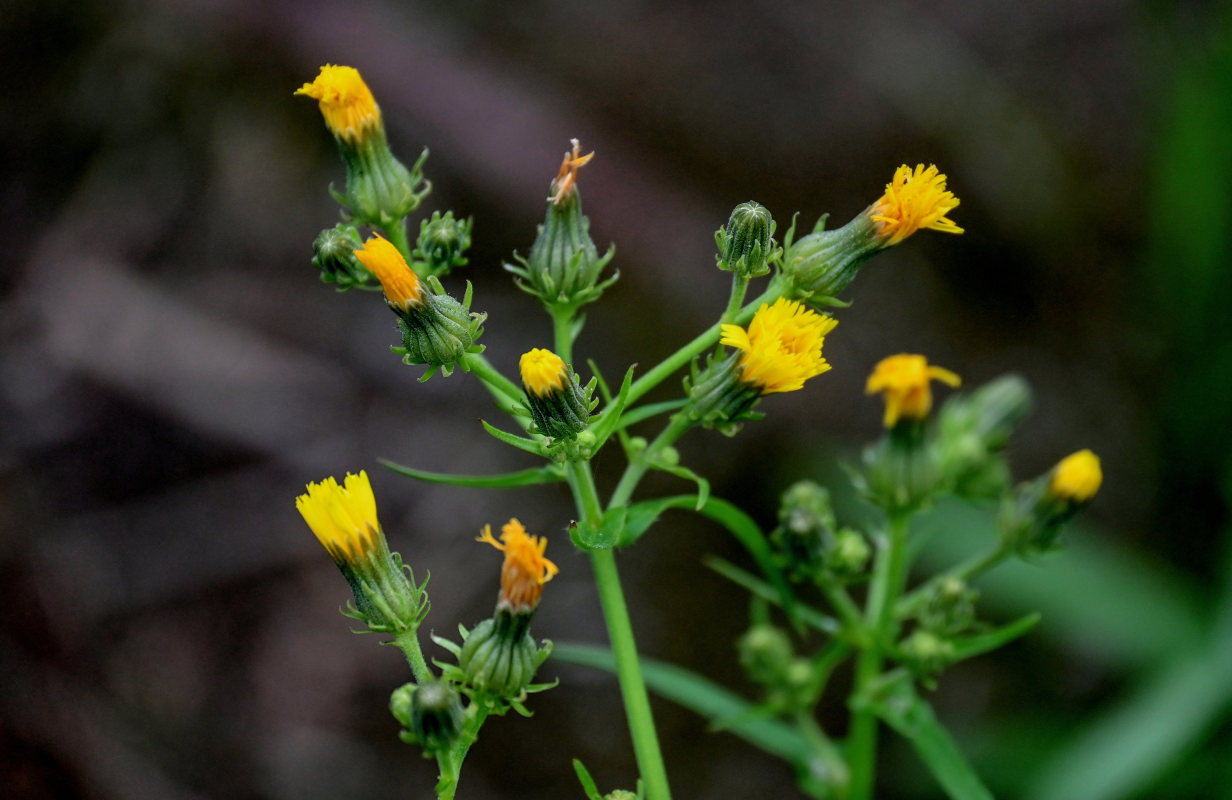 Image of Picris japonica specimen.