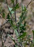 Sisymbrium loeselii. Средняя часть побега. Армения, обл. Арагацотн, окр. с. Агарак, ≈ 1000 м н.у.м., сухой склон. 20.06.2022.