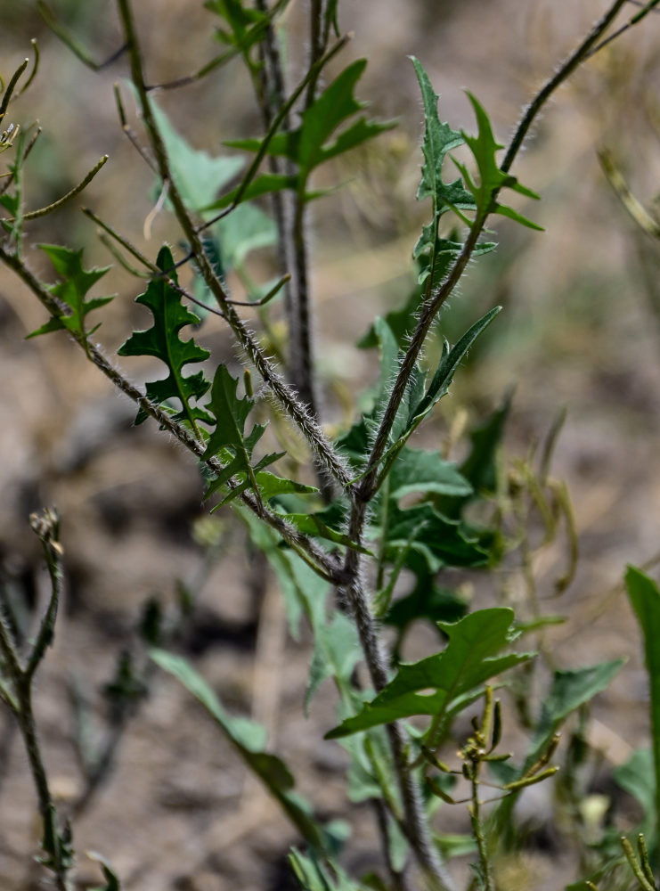 Image of Sisymbrium loeselii specimen.