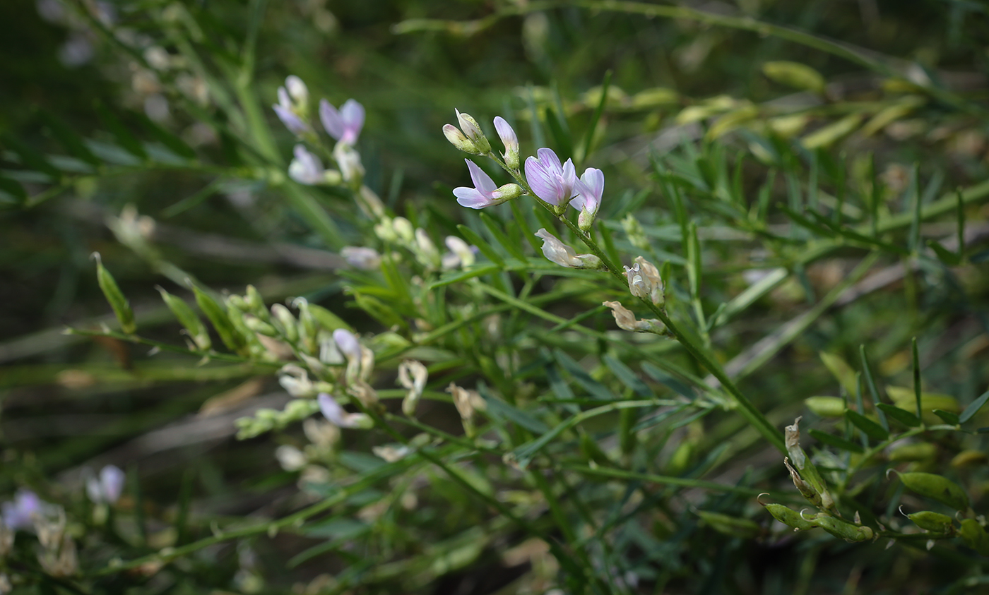 Image of Astragalus sulcatus specimen.