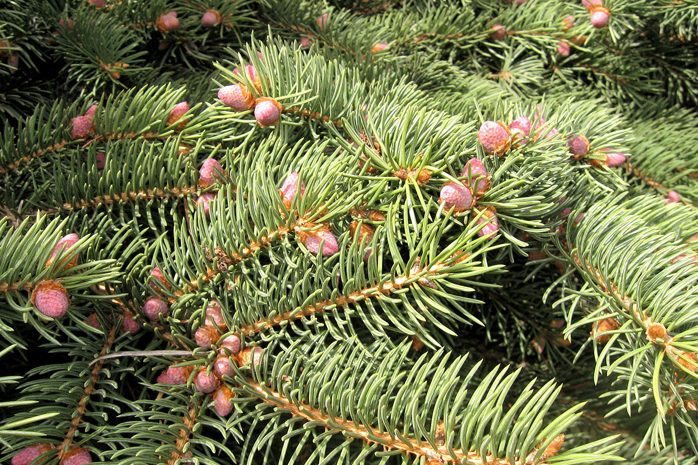 Изображение особи Picea pungens.