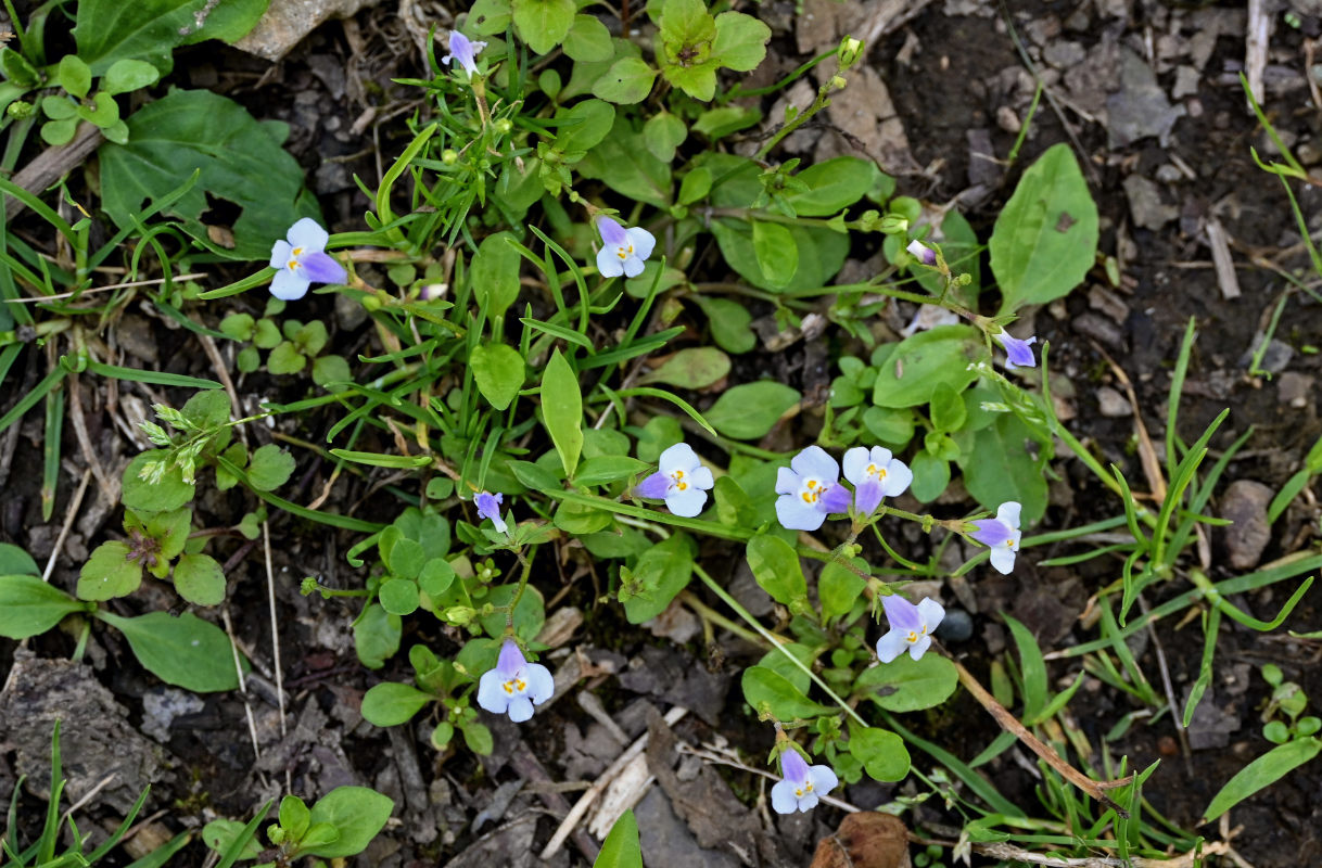 Изображение особи Mazus pumilus.