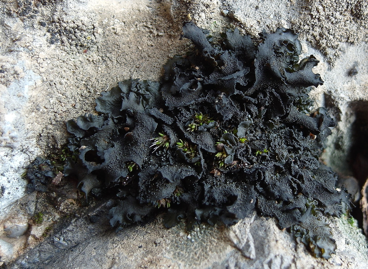 Image of Blennothallia crispa specimen.