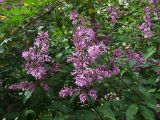 Syringa josikaea