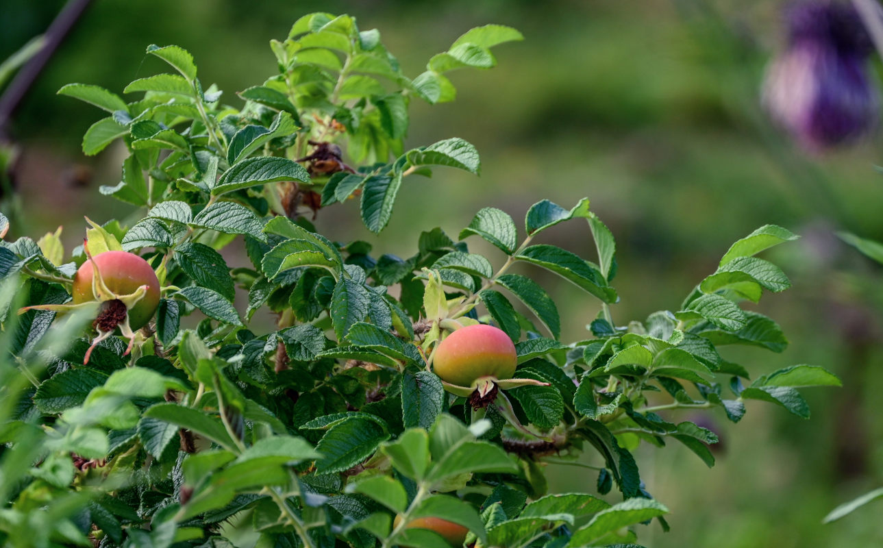 Image of Rosa rugosa specimen.