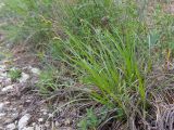 Carex halleriana. Плодоносящее растение. Краснодарский край, Крымский р-н, окр. станицы Неберджаевская, гора Вышка, ≈ 300 м н.у.м., задернованное скальное обнажение на склоне южной экспозиции. 29.04.2024.