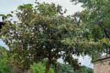 Eriobotrya japonica. Крона плодоносящего дерева. Грузия, Имеретия, Гелатский монастырь, в культуре. 14.06.2023.
