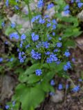 Brunnera macrophylla. Часть соцветия. Краснодарский край, г/о Сочи, Адлерский р-н, ущ. Ахцу, дорога вдоль отвесной скалы. 22.04.2022.