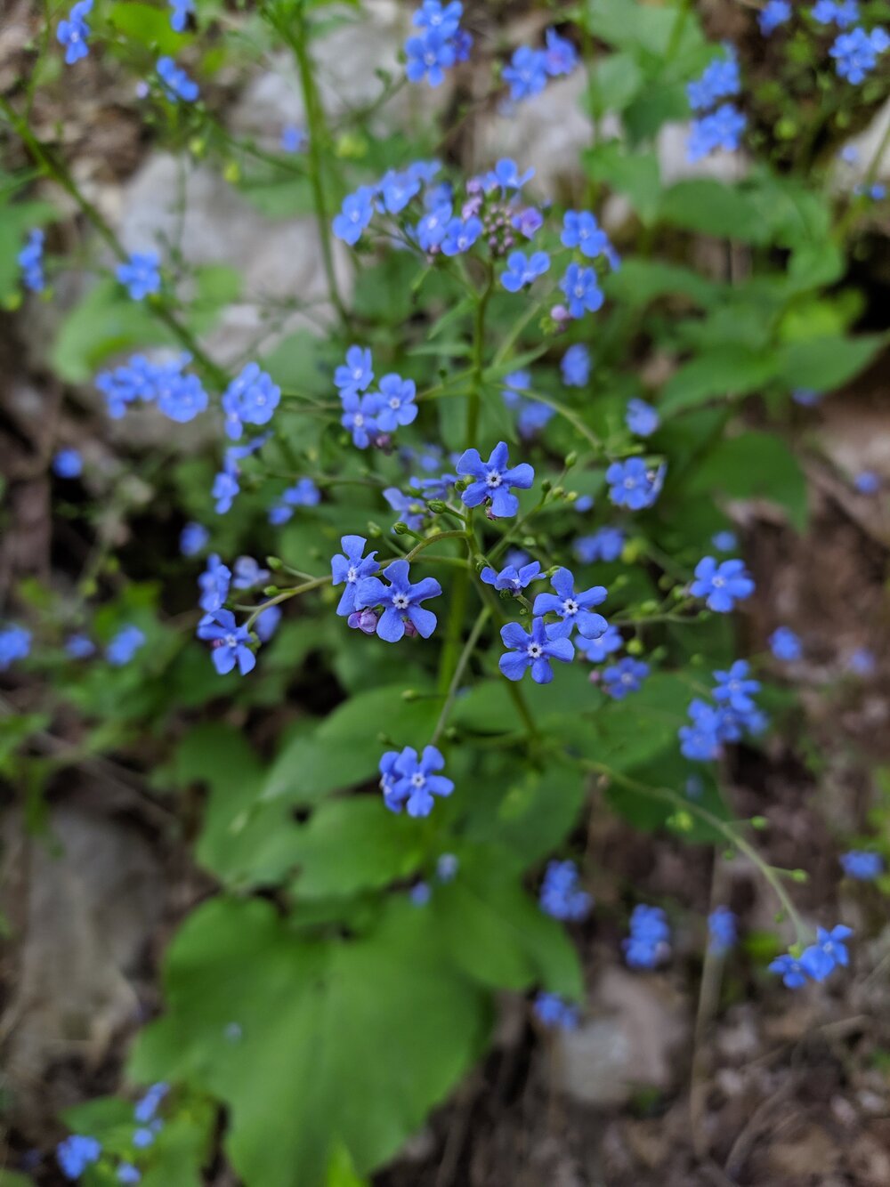 Image of Brunnera macrophylla specimen.