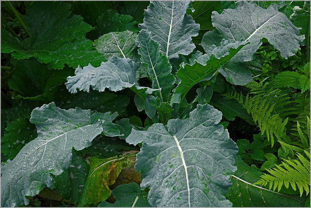 Image of Brassica oleracea specimen.