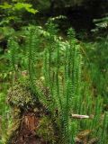 Lycopodium annotinum. Вегетативные побеги. Украина, Закарпатская обл., Раховский р-н, смешанный лес с преобладанием ели. 28 августа 2008 г.