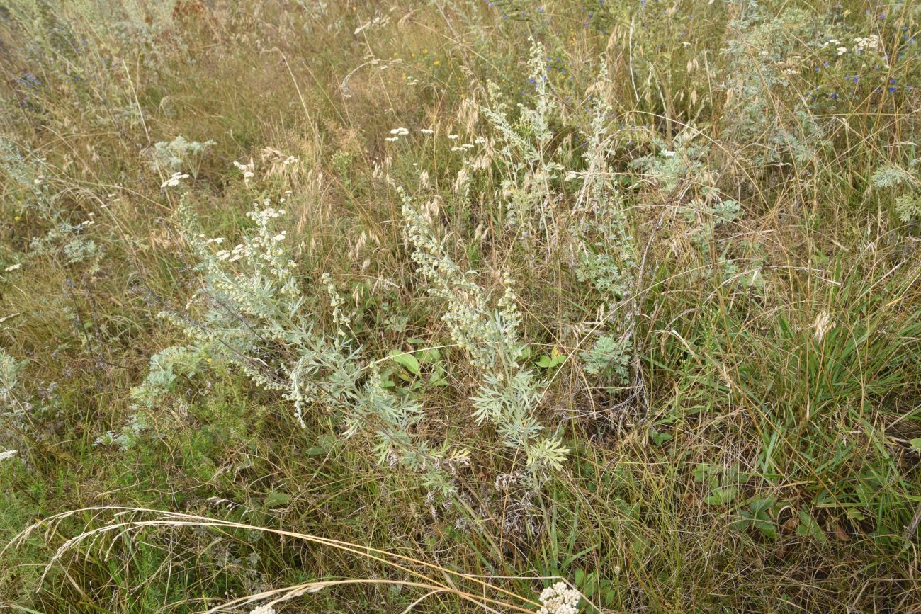Изображение особи Artemisia absinthium.