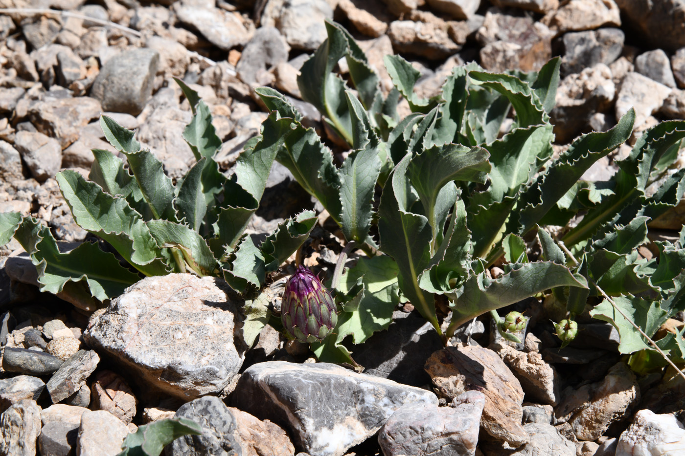 Изображение особи Klasea procumbens.