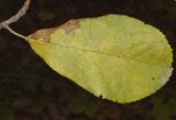 genus Malus. Лист в осенней окраске. Узбекистан, г. Ташкент, Ботанический сад им. Ф.Н. Русанова, в культуре. 18.11.2024.