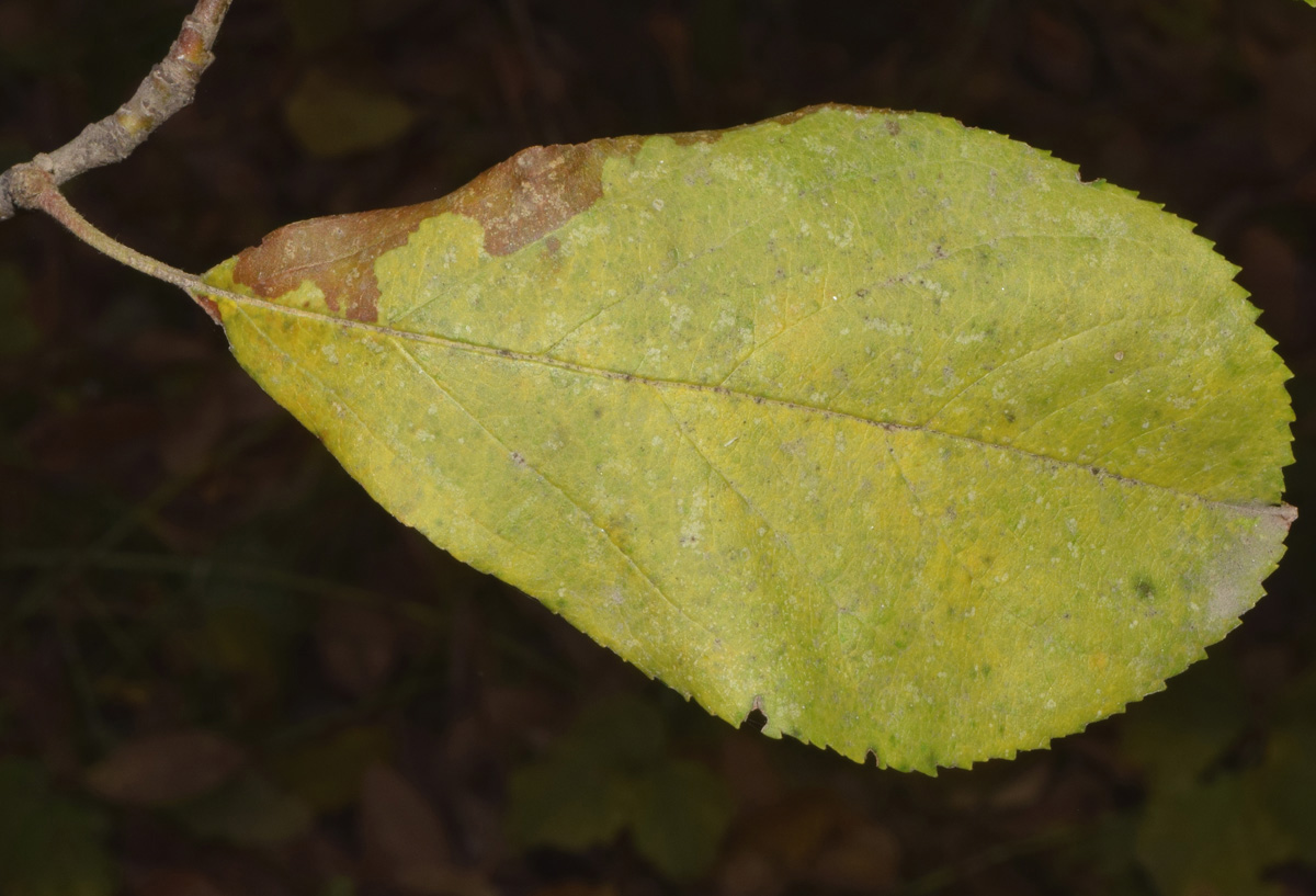 Image of genus Malus specimen.