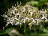 Swida australis. Отцветающее соцветие с кормящимся жуком. Крым, Южный берег, окр. с. Соколиного, Большой Каньон Крыма, высокий берег р. Аузун-Узень, буково-грабовый лес. 31.05.2024.