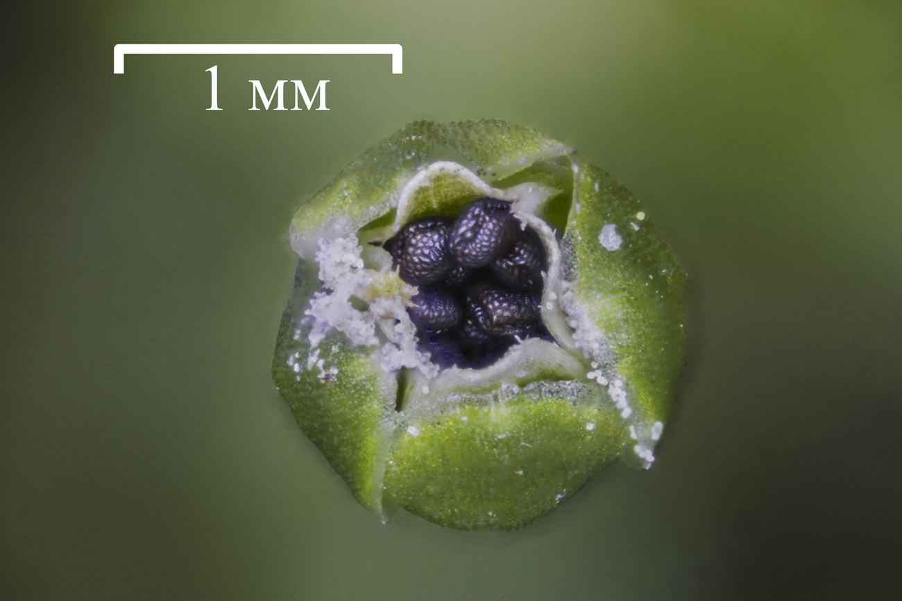 Изображение особи Sagina procumbens.