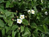 Fragaria viridis