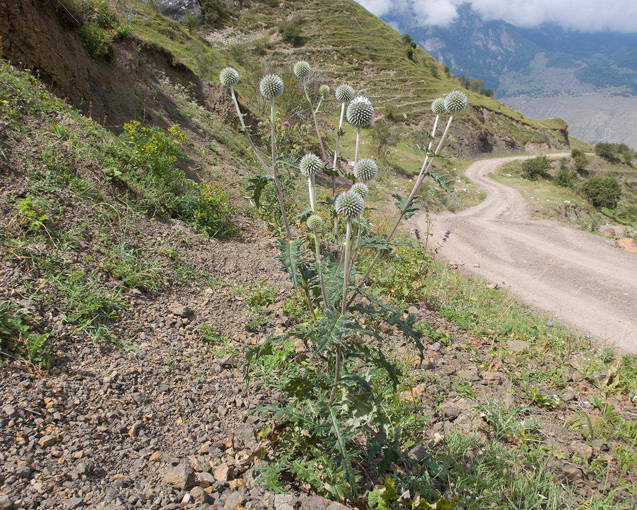 Image of Echinops sphaerocephalus specimen.