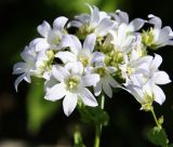 Gadellia lactiflora