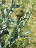 Onopordum acanthium