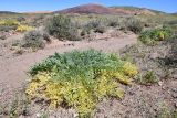 Ferula iliensis. Вегетирующее растение. Казахстан, Алматинская обл., горы Богуты, кальдера палеовулкана Бетпак, щебнистое русло временного водотока. 8 мая 2024 г.