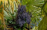 Trachycarpus fortunei