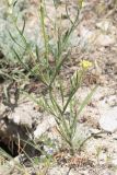 род Erysimum