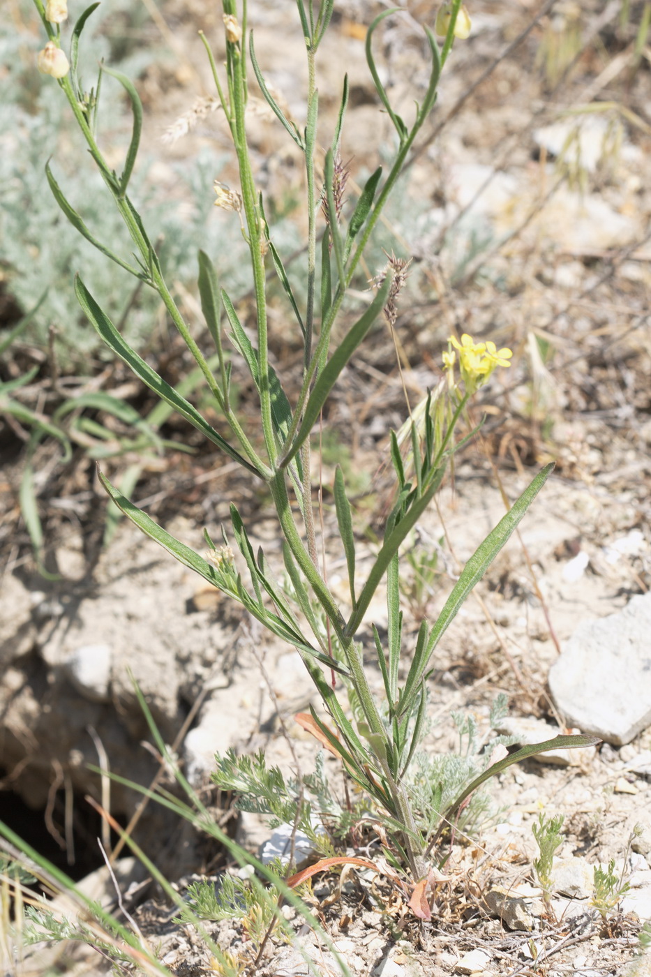 Image of genus Erysimum specimen.