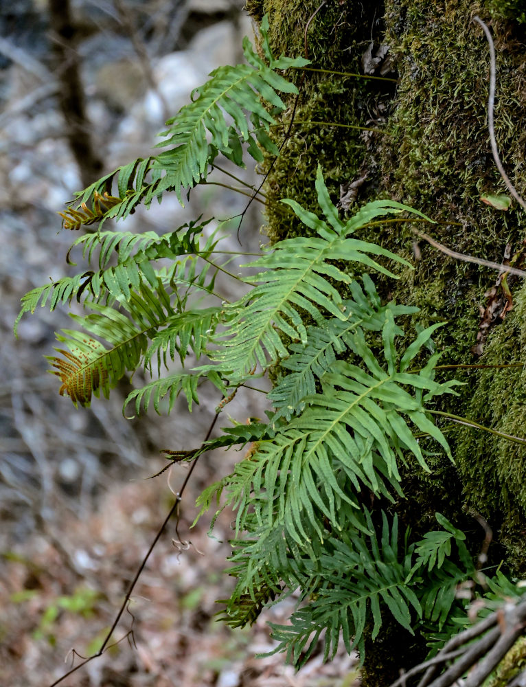 Image of Polypodium cambricum specimen.