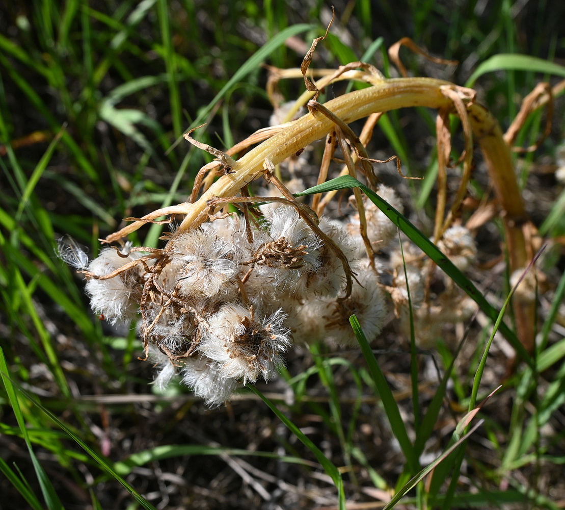 Image of Petasites spurius specimen.