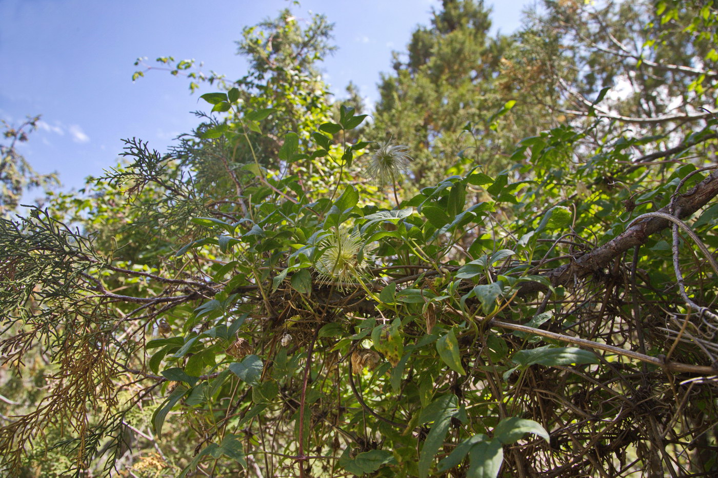 Изображение особи Atragene sibirica.