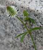 Trifolium montanum