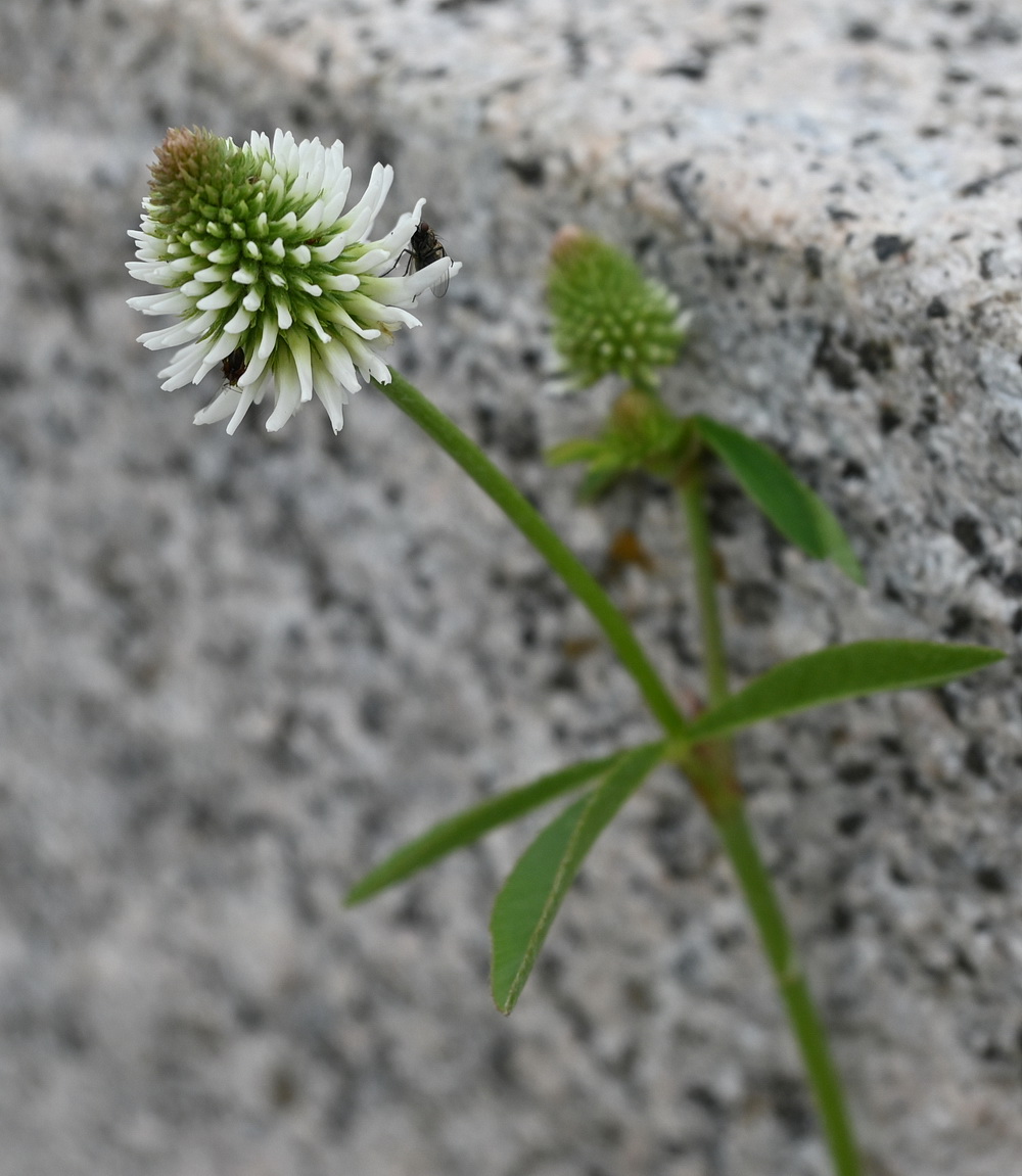 Image of Trifolium montanum specimen.