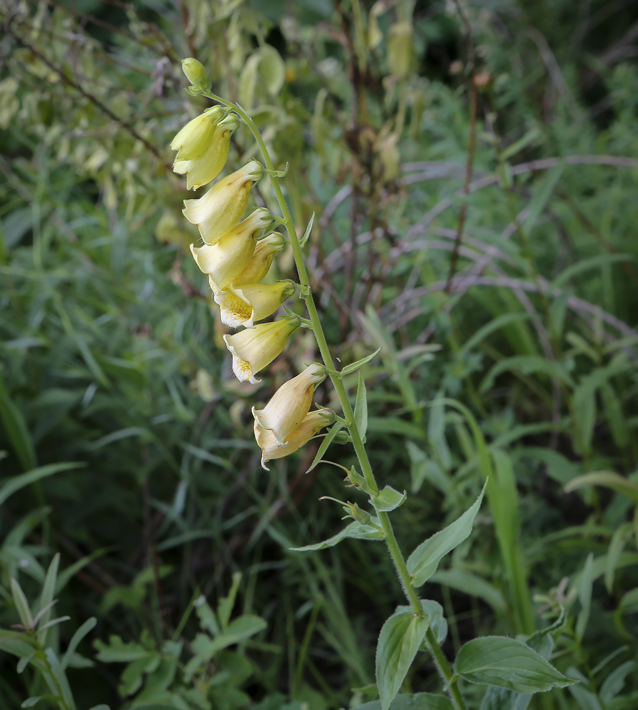 Изображение особи Digitalis grandiflora.