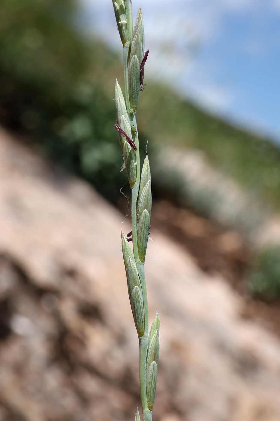 Image of Elytrigia scythica specimen.