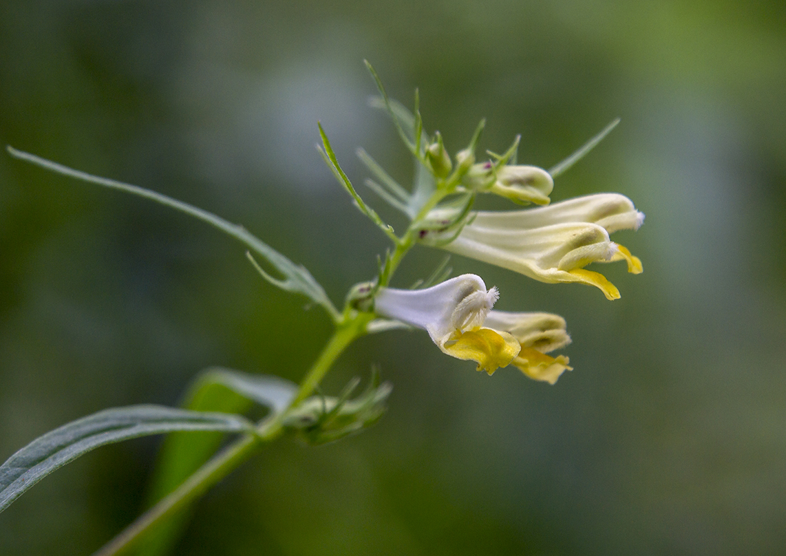 Изображение особи Melampyrum laciniatum.